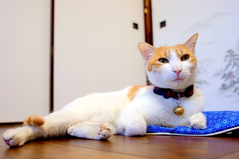 Tokyo Nezu Stained Glass Museum & Guest House (Since 2019) - Photo 15